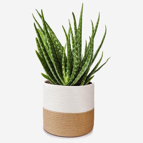 Plant Basket Modern Indoor