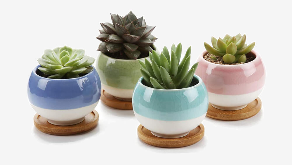 Best Succulent Succulent Plants